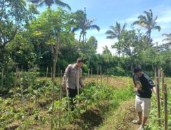 Silaturahmi dan Pengecekan Lahan Pekarangan Lestari dilakukan Bhabinkamtibmas Desa Jurit Baru