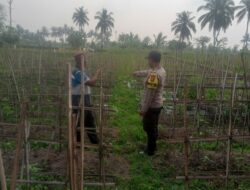 Dukung Ketahanan Paangan Bhabinkamtibmas Desa Sikur Barat Cek Lahan P2B