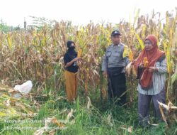 Bhabinkamtibmas Desa Korleko Selatan Dampingi Petani dalam Panen Jagung Gunab Suksesnya Program Ketahanan Pangan