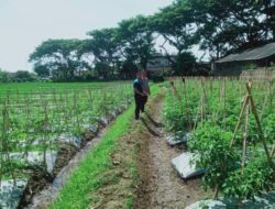Bhabinkamtibmas Desa Keselet Bersama Kawil Lakukan Pengecekan Lahan Ketahanan Pangan