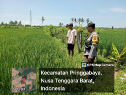 Bhabinkamtibmas Desa Batuyang Laksanakan Pengecekan Lahan Ketahanan Pangan Bergizi
