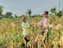 Dukung Program Ketahanan Pangan, Bhabinkamtibmas Desa Pringgabaya Dampingi Warga Binaan Panen Jagung