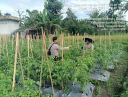 DUkung Program Ketahanan PAngan, Bhabinkamtibmas Desa Kilang Pantau Perkembangan Tanaman Warga Binaan