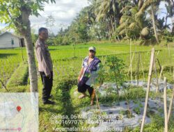 Konsep OtomatiBhabinkamtibmas Desa Pringga Jurang Lakukan Pengecekan dan Pemeliharaan Program Ketahanan Pangan Bergizi