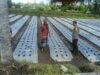 Bhabinkamtibmas Masbagik Utara Sambangi Petani, Dukung Ketahanan Pangan dan Kamtibmas