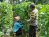 Bhabinkamtibmas Desa Lendang Nangka Utara Cek Lahan Ketahanan Pangan Bergizi