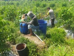 Bhabinkamtibmas Desa Lendang Nangka Cek Langsung Ketahanan Pangan Tanaman Cabai