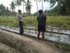 Bhabinkamtibmas Kelurahan Suryawangi Pantau Kegiatan Pertanian Cabe Warga