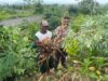 Bhabinkamtibmas Desa Puncak Jeringo Cek Lahan P2B Tanaman Ketela dan Labu