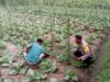 Bhabinkamtibmas Desa Kesik Cek Lahan Ketahanan Pangan Bergizi
