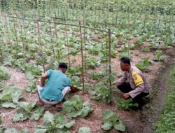 Bhabinkamtibmas Desa Kesik Cek Lahan Ketahanan Pangan Bergizi