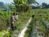 Bhabinkamtibmas Masbagik Utara Kontrol Lahan dan Sambangi Petani Dukung Ketahanan Pangan