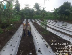 Aipda Eddy Supriandi Dorong Swasembada Pangan Lewat Pendampingan Tanaman Cabai