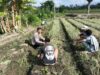 Dukung Program Ketahanan Pangan Bhabinkamtibmas Desa Bagik Papan Silaturahmi Ke Warga Binaan 