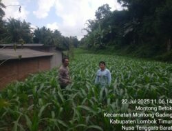 Bhabinkamtibmas Desa Montong Betok dukung Program Ketahanan Pangan Bergizi