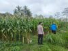 Desa Embung Kandong – Sambang dan Monitoring Ketahanan Pangan oleh Bripka Akwal Yatman