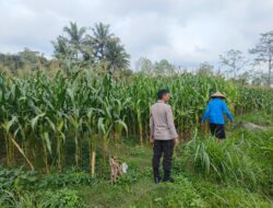 Desa Embung Kandong – Sambang dan Monitoring Ketahanan Pangan oleh Bripka Akwal Yatman