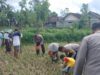 Polsek Terara Pantau Penanaman Jagung dalam Rangka Program Ketahanan Pangan Bergizi 