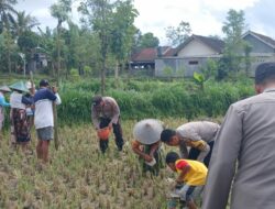 Polsek Terara Pantau Penanaman Jagung dalam Rangka Program Ketahanan Pangan Bergizi