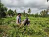Bhabinkamtibmas Paokmotong Monitoring Tanaman Pekarangan Bergizi Dukung Program Pemerintah