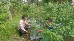 Bhabinkamtibmas Desa Kesik Cek Lahan Ketahanan Pangan Bergizi