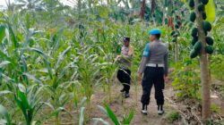Bhabinkamtibmas Desa Jineng Laksanakan Silaturahmi dan Cek Tanaman Jagung