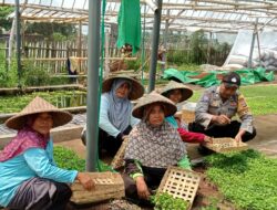Bhabinkamtibmas Desa Wanasaba Monitoring Jalannya Program Ketahanan Pangan