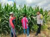 Bhabinkamtibmas Desa Bagik Papan Jalin Silaturahmi dan Cek Tanaman Jagung Warga