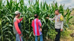 Bhabinkamtibmas Desa Bagik Papan Jalin Silaturahmi dan Cek Tanaman Jagung Warga