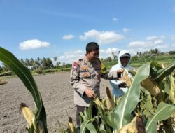 Silaturahmi dan Dukungan Ketahanan Pangan, BRIPKA Agus Salim Kunjungi Keluarga Amaq Mul di Desa Bagik Papan