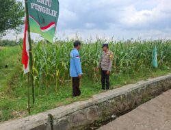 Dukung Program Ketahanan Pangan Bhabinkamtibmas Desa Jenggik  Monitoring Petani Jagung