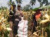 Kapolsek Pringgabaya Cek Lahan Ketahanan Pangan dan Ikut Panen Jagung di Desa Labuhan Lombok