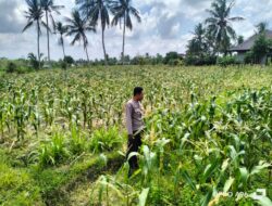 Guna Mendukung Program Ketahanan Pangan Aiptu Abdurraham Tinjau Tanaman Jagung di Desa Suradadi