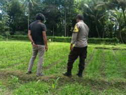 Bhabinkamtibmas Masbagik Utara Silaturahmi dan Kontrol Lahan Petani Dukung Ketahanan Pangan